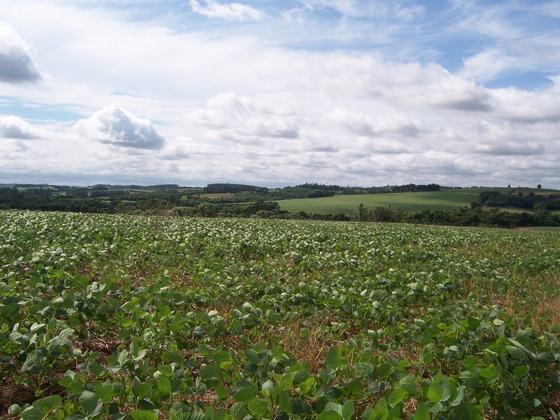 Campo de Soja