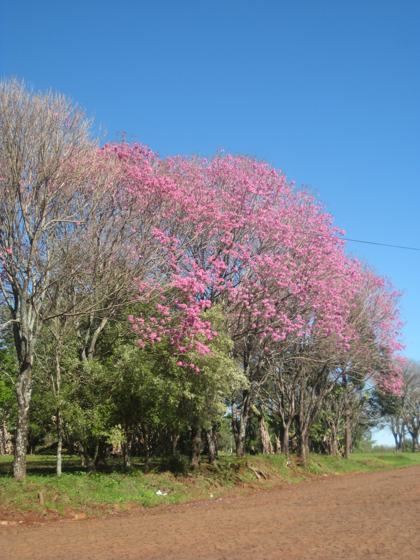 Ipê Rosa